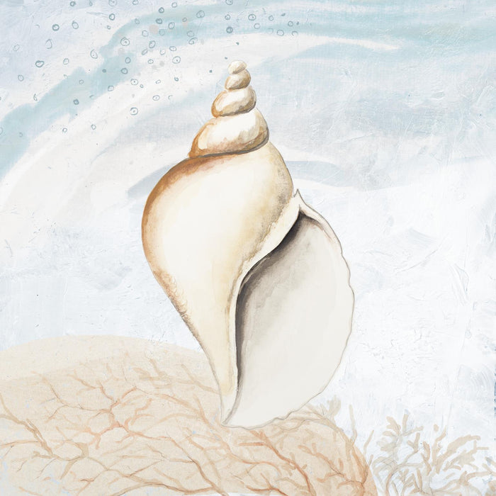 Ocean Oasis Tropical Seashell I By Patricia Pinto (Framed) - Light Blue