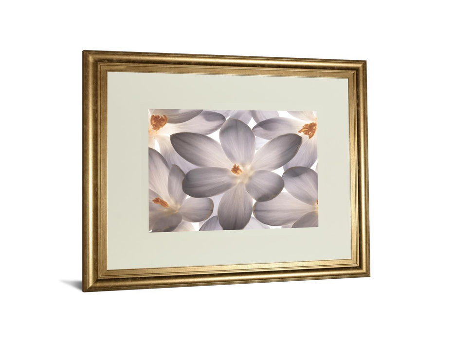 Petal Perfect By Assaf Frank - Framed Print Wall Art - Dark Gray