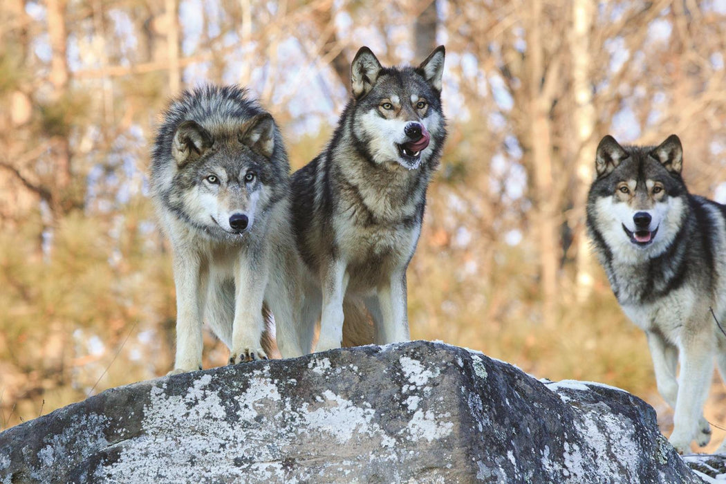 Three Wolves By Classy Art (Framed) (Small) - Dark Gray